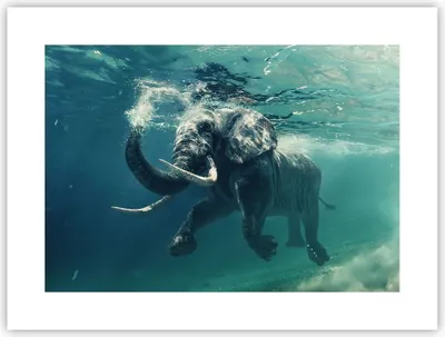 Produktbild von Poster - Poster ohne Rahmen - Elefant Tier Wasser - 40x30 cm - Wand Bild - Wanddeko - Wandbilder - Kunstposter - Wandposter - Bilder - Kunstdruck - Wanddekoration - Wandbild - P2XAA40x30-3944