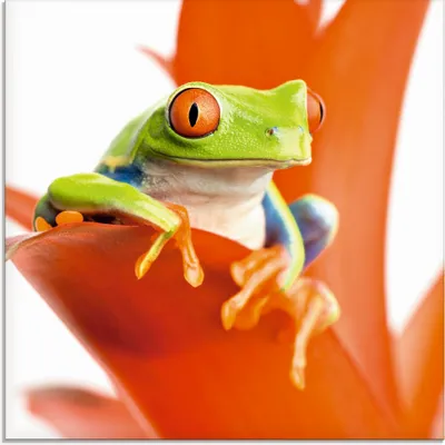 Produktbild von ARTland Glasbild Frosch auf seinem Thron Größe: 20x20 cm