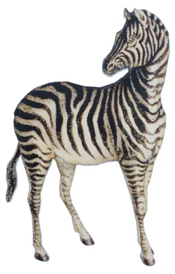 Produktbild von Zebra bedruckt Brosche Miniblings Anstecknadel Holz Tier Zoo Pferd Afrika