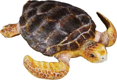 Image de Collecta - Tortuga -M- 88094 (90188094) COLECTA