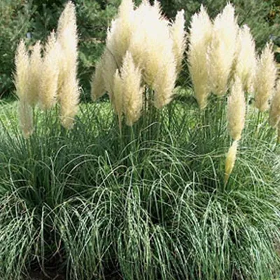 Obrázek produktu pro 6 x Pumila pampová tráva - Cortaderia Selloana 'Pumila' - květináč 9cm x 9cm