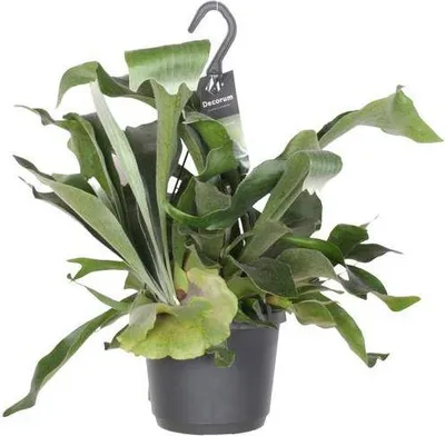 Produktbild von Geweihfarn Platycerium Netherlands Zimmerpflanze Ø17cm 30cm Epiphytischer Farn
