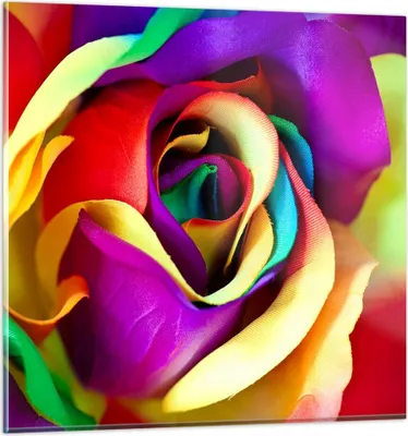 Produktbild von Bilder auf glas - Blume Farbe Rose - 40x40cm - Glasbilder - Wandbilder - Kunstdruck - zum Aufhängen bereit - Wanddekoration aus Glas - Glas Bilder - Wandbild auf Glas - Einteilig - GAC40x40-3623