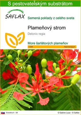 Obrázok produktu pre SAFLAX - plameňový strom - Delonix regia - 6 Semená - S pestovateľským substrátom bez klíčkov