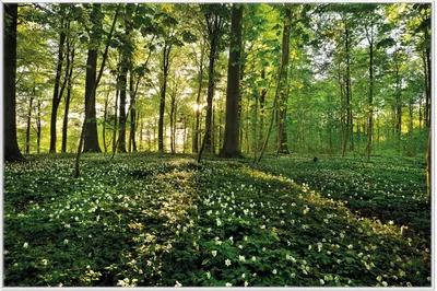 Produktbild von Wallario Wandbild Waldanemonen und Sonnenstrahlen im Wald, Größe: 61 x 91,50 cm, Poster mit weißem Aluminiumrahmen
