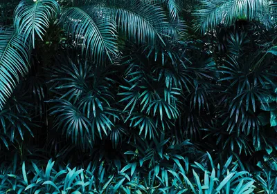 Produktbild von Fototapete Vlies 12666V4 Blätter 2-tlg. 254 x 184 cm