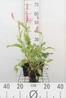 Produktbild von 6 x  Persicaria bist. 'Superba' ('latifolium') - Kerzenknöterich - Topf 9 x 9 cm