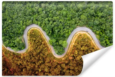 Produktbild von Muralo XXL Selbstklebende FOTOTAPETE Wald STRA§E Herbst Aussicht von oben (B) 135 cm x (H) 90 cm Tapete Wandtapete WOHNZIMMER SCHLAFZIMMER 4616