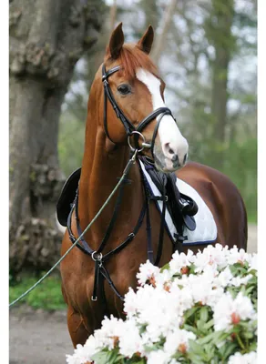 Produktbild von Stübben Vorderzeug Sidefit mit separat verschnallbarer Martingalgabel Schwarz/ Schwarz Warmblut