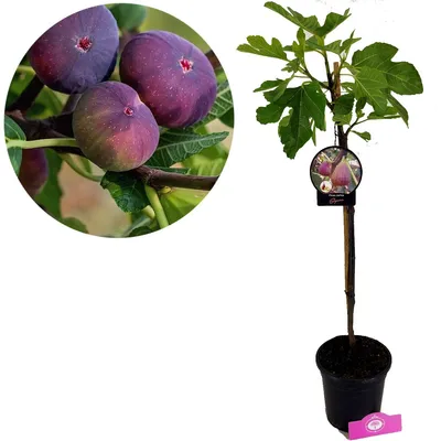 A potted fig tree with a circular inset showing ripe figs on a branch.