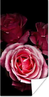 Produktbild von MuchoWow® Poster Ein Foto von rosa Rosen mit schwarzem Hintergrund 60x120 cm - Wandschmuck