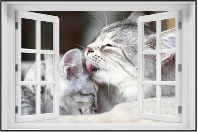 Produktbild von Wallario Wandbild mit Fenster-Illusion: Süße kleine getigerte Katzenbabys, Größe: 61 x 91,5 cm, Poster mit schwarzem Aluminiumrahmen