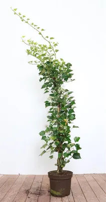 Produktbild von Hedera helix 'Arborescens', Efeu, immergrün, 80–100 cm