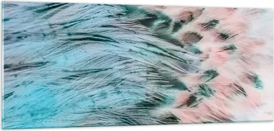 Produktbild von Bilder auf glas - Federn Federn Vogel - 100x40cm - Glasbilder - Wandbilder - Kunstdruck - zum Aufhängen bereit - Wanddekoration aus Glas - Glas Bilder - Wandbild auf Glas - Einteilig - GAB100x40-3742