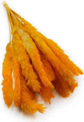Produktbild von Mini-Pampasgras - Orange