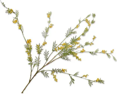 Produktbild von Kunstblume von Silk-ka – Seidenblumen-Mimosenzweig, gelbgrün, 122 cm
