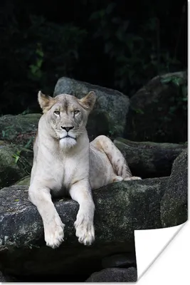Produktbild von MuchoWow® Poster Löwe - Wildtiere - Porträt 20x30 cm - Papierdruck