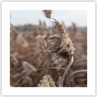 Produktbild von Poster - Poster ohne Rahmen - Boho Ähren Gras - 40x40 cm - Wand Bild - Wanddeko - Wandbilder - Kunstposter - Wandposter - Bilder - Kunstdruck - Wanddekoration - Wandbild - P2XAC40x40-4763