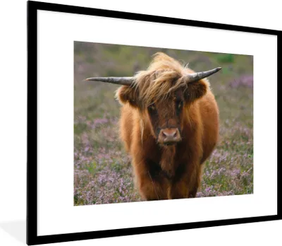 Produktbild von MuchoWow® Gerahmtes Poster Schottische Hochlandbewohner - Heidelandschaft - Tiere 80x60 cm - Poster mit Schwarzem Bilderrahmen Wandposter Rahmen Foto Bilder