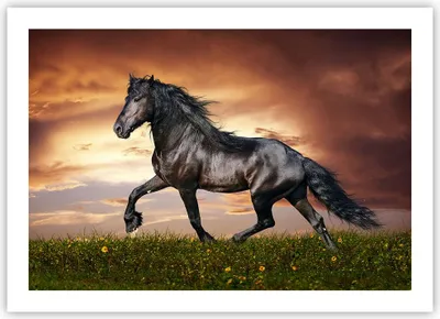 Produktbild von Poster - Poster ohne Rahmen - Pferd Tier Wiese - 70x50 cm - Wand Bild - Wanddeko - Wandbilder - Kunstposter - Wandposter - Bilder - Kunstdruck - Wanddekoration - Wandbild - P2XAA70x50-2608