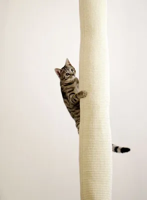 Produktbild von Kerbl Klettersack für Katzen 240 cm Beige