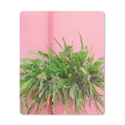 Produktbild von MuchoWow® Mauspad Mousepad Pflanze - Sommer - Rosa 30x40 cm - Mousepads - Maus Mat - Pad - Mausunterlage - Mausmatten