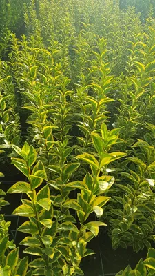 Image de Ligustrum ovalifolium 'Aureum' / Troène doré