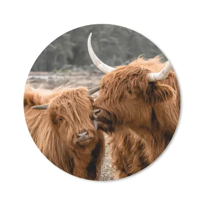 Produktbild von MuchoWow® Mauspad Mousepad Schottischer Highlander - Kuh - Tiere 40x40 cm - Mousepads - Maus Mat - Pad - Mausunterlage - Schreibtisch Accessoires