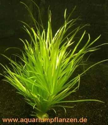 Produktbild von 1 Bund Blyxa japonica, kleines Blyxkraut, Aquarium