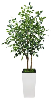 Image de Ficus artificiel - Arbre décoratif de 150 cm (5 pieds) - Feuilles en soie réalistes - Résistant aux UV - Grand pot blanc - Idéal pour la décoration intérieure