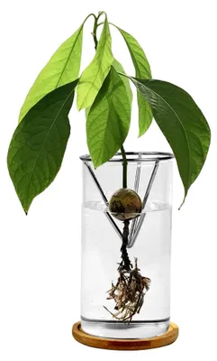 Produktbild von Avocado Kern Vase, Avocado Samen Keimen Glasvasen Startervase Keimglas für Hydrokultur Pflanzen und Innendekoration