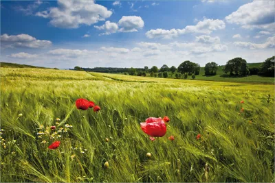 Produktbild von Wallario selbstklebendes Poster - Mohnblumenwiese auf grüner Wiese unter blauem Himmel, Größe: 61 x 91,50 cm