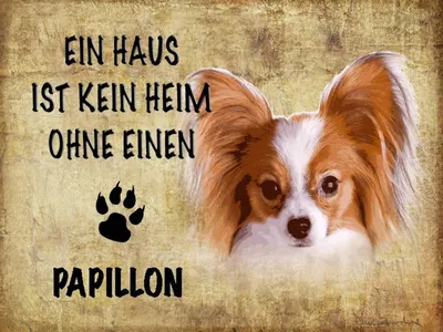 Produktbild von vianmo Holzschild 30x40 cm Papillon Hund ohne kein Heim
