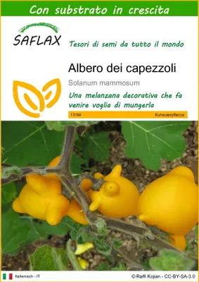 Immagine prodotto di SAFLAX  - Albero dei capezzoli - 10 semi - Con substrato - Solanum