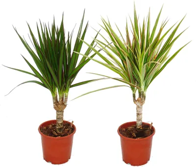 Zdjęcie produktu dla Zestaw 2 ró?nych smoczych drzew - Dracaena marginata + Dracaena marginata Bicolor