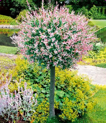 Produktbild von BALDUR Garten Salix-Stämmchen Hakuro Nishiki, 1 Pflanze, Flachwurzler, winterhart, mehrjährig, Salix integra, Zierstämmchen, Flachwurzler, Harlekin-Weide