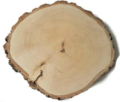 Produktbild von Holzscheibe Birke geschliffen 28-30 cm / 2,5 cm