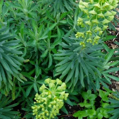 Immagine prodotto di 6 piante di Euphorbia characias 'Humpty Dumpty' (Wolfsmilch) | Vaso da 9x9 cm