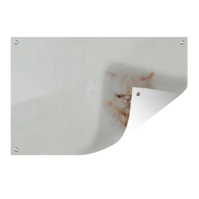 Obrázek produktu pro MuchoWow® Zahradní plakáty - Vynikající portrét exotické kočky - 40x60 cm - Zahradní dekorace