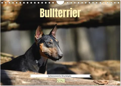 Produktbild von Bullterrier, liebenswerte Sturköpfe (Wandkalender 2026 DIN A4 quer), CALVENDO Monatskalender