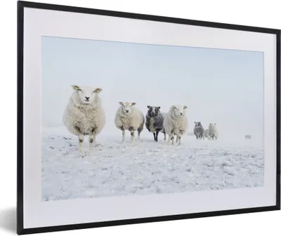 Produktbild von MuchoWow® Gerahmtes Poster Schafe - Wolle - Schnee 60x40 cm - Poster mit Schwarzem Bilderrahmen Wandposter Rahmen Foto Bilder - Schlafzimmer - Plakat in Rahmen - Drucken