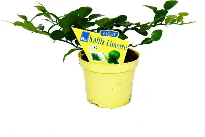Image de Kaffir Lime - Citrus hystrix - 1 plante - Kaffir Lime  plante à épices