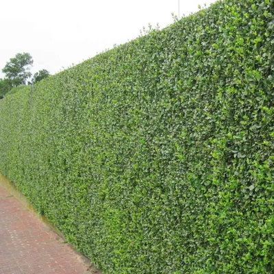 Produktbild von Stauden Gänge 50 x Ligustrum ovalifolium - Ovalblättriger Liguster - Immergrüne Eleganz für Hecken und Gärten - Top als Hecke - Winterhart