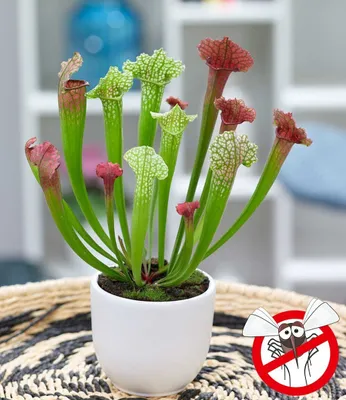 Produktbild von BALDUR-Garten Schlauchpflanze "Jutathip Soper", 1 Pflanze, Fleischfressende Pflanze, Zimmerpflanze, winterhart, Grünpflanze, pflegeleicht, Sarracenia Jutathip Soper