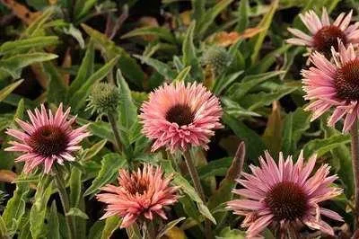 Produktbild von 6 x Echinacea purp. 'Sunseekers Salmon' - Sonnenhut - Topf 9 x 9 cm