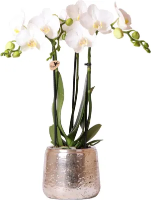 Obrázek produktu pro Bílá orchidej Phalaenopsis Amabilis, 2 - 3 stonky, dekorativní kvetinác