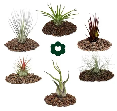 Produktbild von 6 verschiedene Tillandsien in einem Set