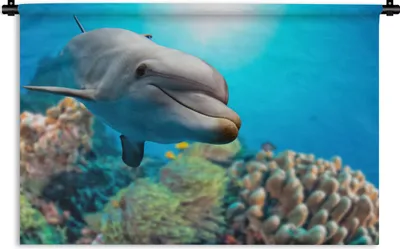 Produktbild von MuchoWow® Wandteppich Wandbehang Delfin - Meer - Koralle 120x80 cm Tapisserie Dekoration Wandtuch - Wanddekorationen - Wandtücher