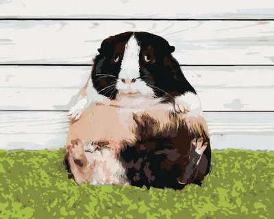 Image de Zuty - Peinture par numéros - COCHON D'INDE PARESSEUX, 40 x 50 cm, sans cadre et sans toile tendue