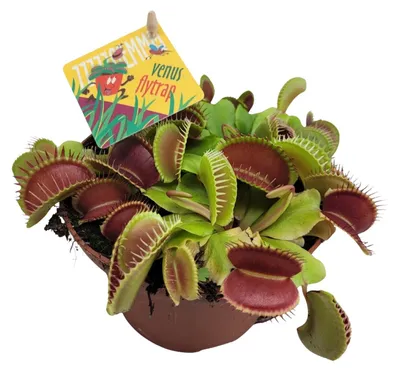 Immagine prodotto di Dionaea Muscipula - 12cm - Ø12cm - Pianta d'appartamento - Sempreverde